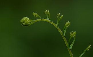 荜草中文在线视频,探索东方文化的魅力之旅