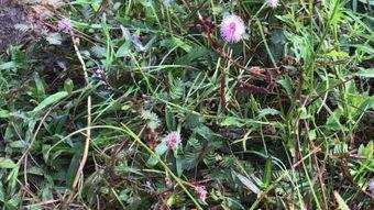 荜草中文在线视频,探索东方文化的魅力之旅