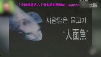 人面鱼在线视频