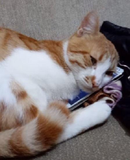 橘猫自拍在线视频