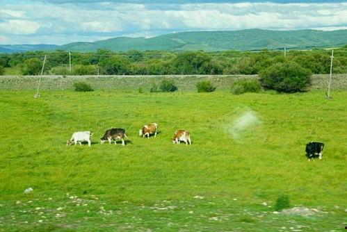 美国清清草原在线视频  第2张