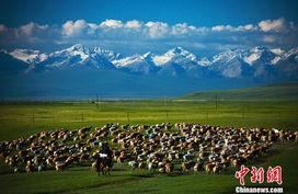 美国清清草原在线视频  第3张